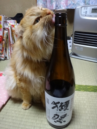 猫画像｜ぽん酒好き