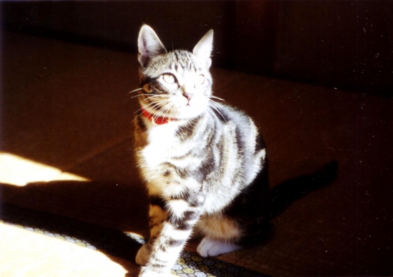 猫画像｜光と影の芸術猫　ピッコロ