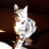 光と影の芸術猫　ピッコロ