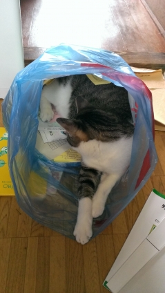 猫画像｜指定ゴミ袋