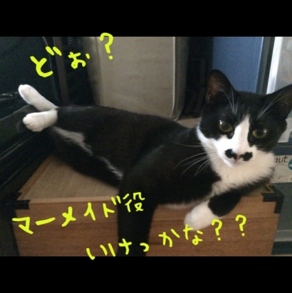 猫画像｜マーメイド