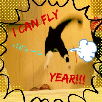 猫画像｜I CAN FLY