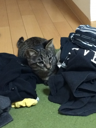 猫画像｜洗濯物の邪魔