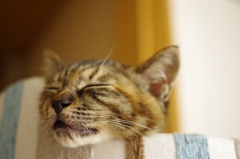 猫画像｜安眠