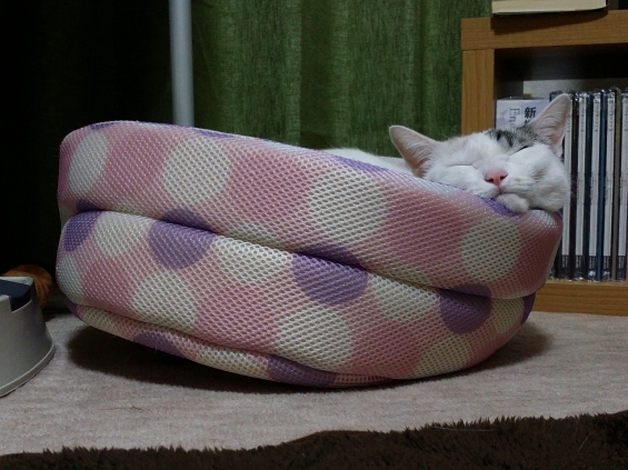 猫画像｜ベッド傾いてるよ～(゜ロ゜)