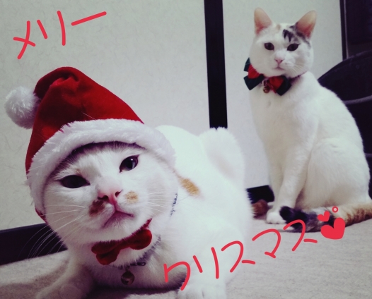 猫画像｜楽しいクリスマス過ごせましたか？