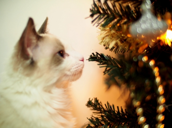 猫画像｜『メリークリスマス』
