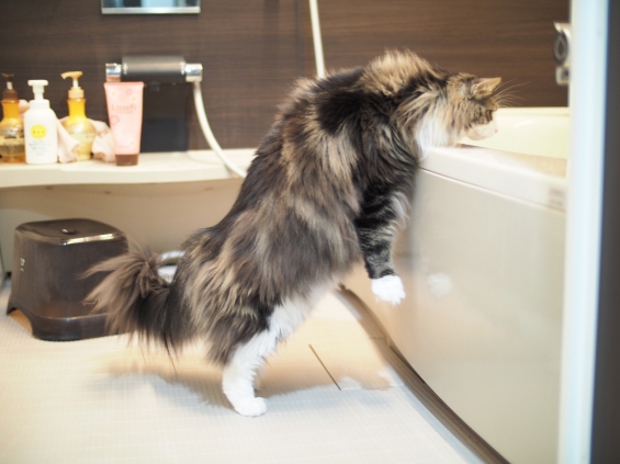 猫画像｜今日のお風呂当番