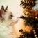 猫画像｜『メリークリスマス』