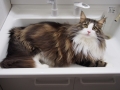洗面器いっぱいの猫
