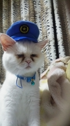 猫画像｜りんりん警官