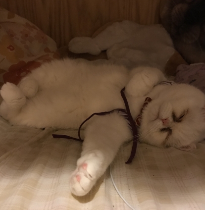 猫画像｜この寝方、たまりません(*´﹃｀*)