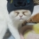 猫画像｜猫用の帽子を被せてみました