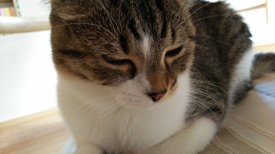 猫画像｜眠たいゴンちゃん