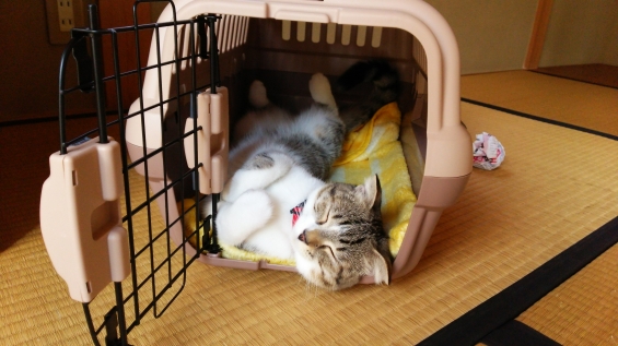 猫画像｜ゴンちゃんの寝相