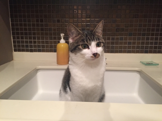 猫画像｜水は嫌いだけど洗面台は好き