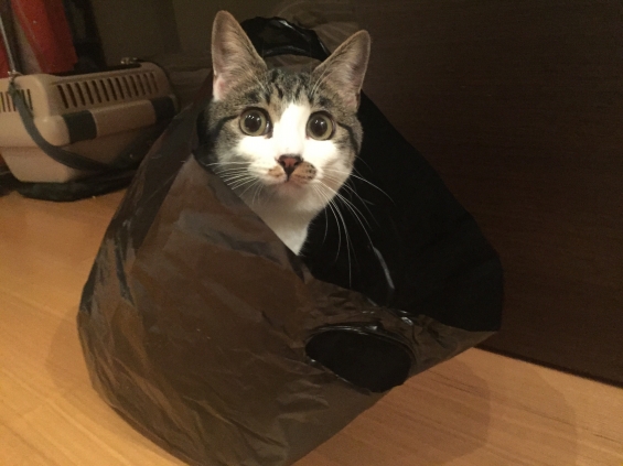 猫画像｜やっぱり袋が好き！