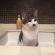 猫画像｜水は嫌いだけど洗面台は好き