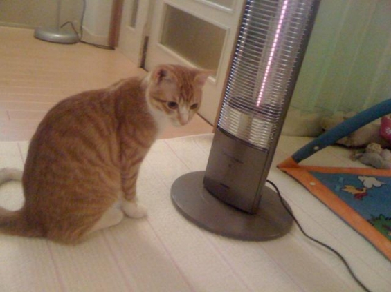 猫画像｜東京の最高気温は８度です。風太