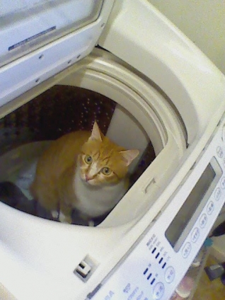 猫画像｜風太を洗濯しそうになった。