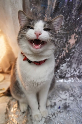 猫画像｜笑う猫には福来たるにゃす