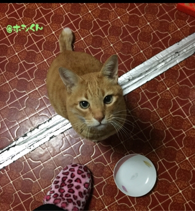 猫画像｜早くご飯〜