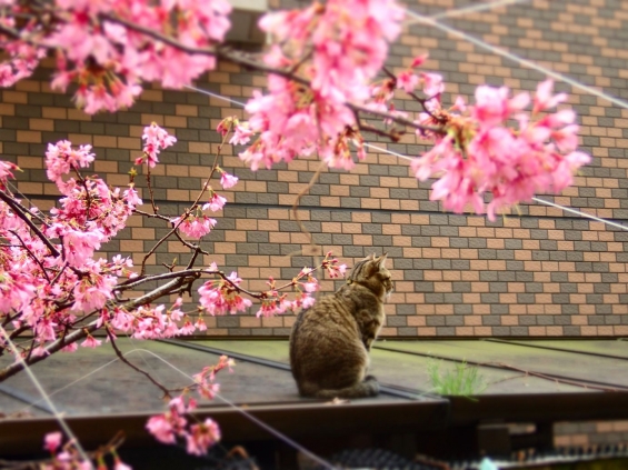 猫画像｜桜の見張り