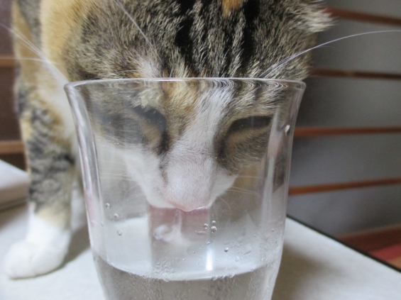 猫画像｜水素水