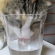 猫画像｜水素水