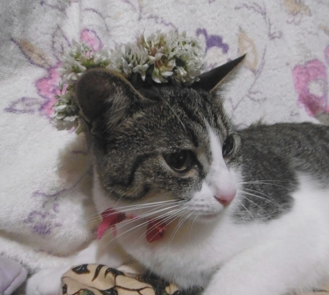 猫画像｜シロツメクサの花冠☆