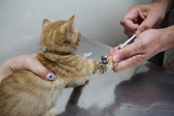 猫画像｜初めての病院　血液検査