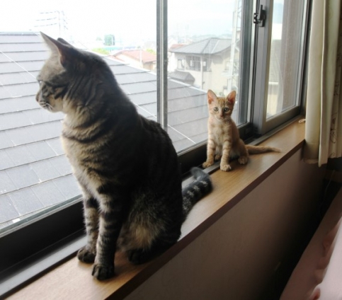 猫画像｜窓辺にて