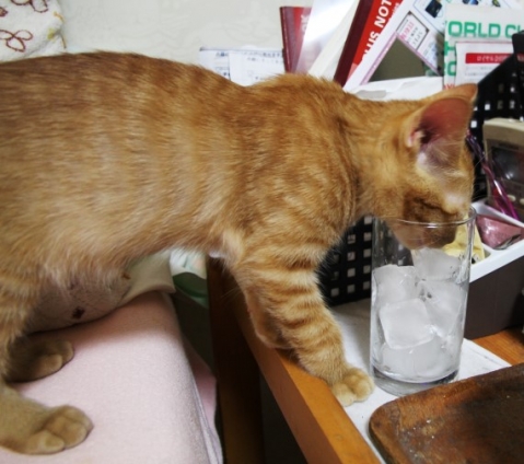 猫画像｜グラスの氷を舐める