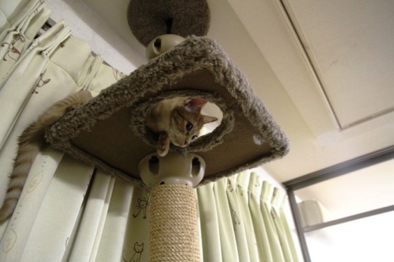 猫画像｜初タワー上階に登った日