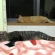 猫画像｜2段寝