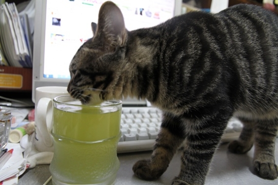 猫画像｜日本茶を飲むニャン