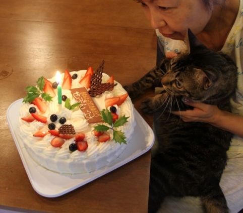 猫画像｜セブン　1歳の誕生日