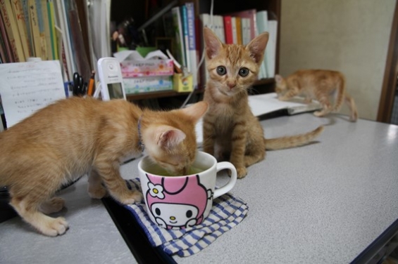 猫画像｜初お茶飲み