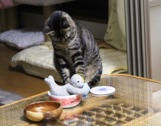 猫画像｜水ポチャ遊び