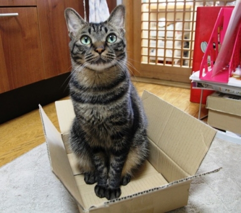 猫画像｜小さな箱　IN