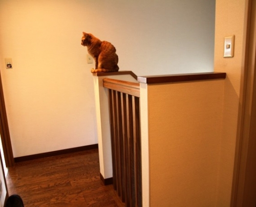 猫画像｜階段の上・・