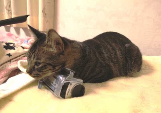 猫画像｜ビデオカメラ枕