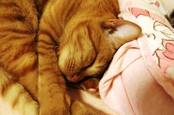 猫画像｜爆睡中