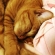 猫画像｜爆睡中