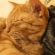猫画像｜ニャン枕