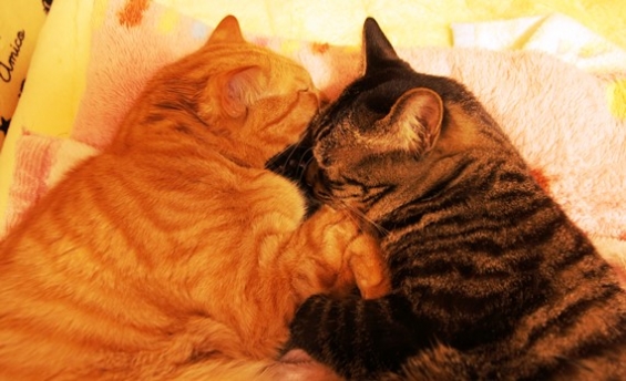 猫画像｜抱き合い寝