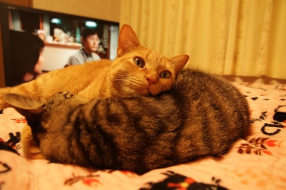 猫画像｜エイトの天然枕