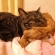 猫画像｜猫枕　1