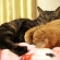猫画像｜天然　ニャン枕　2