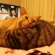 猫画像｜エイトの天然枕